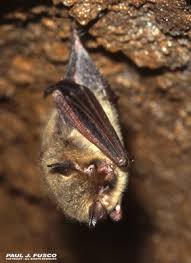 As previously mentioned, there are many different species of bats and therefore they eat a lot of different things. Bats