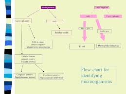 Flow Chart Gram Positive Bacilli Identification Gram