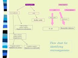 flow chart gram positive bacilli identification gram