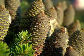 Do rabbits eat pine cones? Can You Eat Pine Cones Or Not Survival Sullivan
