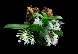 Image result for Aerangis