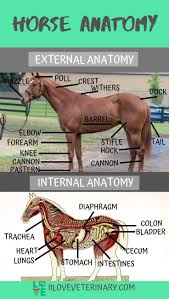 Horse Anatomy Horse Anatomy Horse Facts Horses
