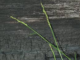 Image result for Entolasia