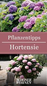 Hortensien Pflanzen Pflegen Vermehren Hortensienpflanze Hortensien Garten Pflanzen