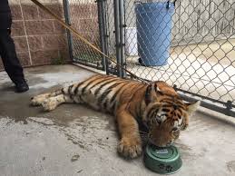 They were loaned to a polar bear habitat in northern ontario, and returned to toronto in 2009. Tiger In Texas Pet Found Wandering Streets Prompts Appeal For Owner The Independent The Independent
