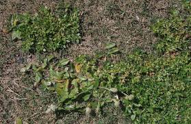 Image result for Guilleminea densa