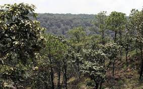 Vista al bosque de la primavera, además de tener áreas verdes dentro del desarrollo, logrando así, un ambiente agradable para disfrutar en soledad o con la compañía de tus familiares y amigos. Por Covid 19 Cerraran El Bosque De La Primavera Y Estero El Salado El Occidental Noticias Locales Policiacas Sobre Mexico Guadalajara Y El Mundo