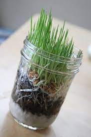 Mom In Madison Growing Wheatgrass Growing Wheat Grass Wheat Grass Wheat Berries