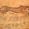 Although the majority of their hunting is actually done on the ground, they are also known to hunt from trees meaning that they can ambush their prey from above. 3