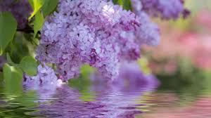 Explore and download tons of high quality 1920x1080 wallpapers all for free! Download Hintergrundbild Blumen Blute Fruhling Flieder Die Auflosung 1920x1080 165466