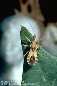 Some types of assassin bugs will bite humans if they feel threatened. Kissing Bug Not A New Pest In California Pests In The Urban Landscape Anr Blogs