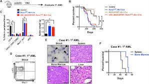 .a frog's rbc has a nucleus and human rbcs do not, frog has more wbc in their blood compared to humans and frog lack blood platelets and human have blood platelets in their blood. Impaired Hematopoiesis And Leukemia Development In Mice With A Knock In Allele Of U2af1 S34f Biorxiv