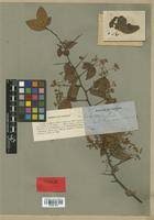 Image result for Gymnosporia pubescens