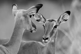 Downloade dieses freie bild zum thema impala tier safari aus pixabays umfangreicher sammlung an public domain bildern und videos. Fototapete Impala Artphotolimited