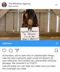 Before opening your pet boutique you must take into account various business and legal considerations. 13 Of The Best Instagram Ads We Ve Ever Seen Wordstream
