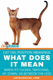 When Your Kitty Is Feeling Threatened Being Playful Or Hunting Their Tails Can Say A Lot More Than We Think In Fact W Funny Cat Gifts Cat Care Cat Behavior