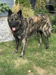 Black And White Cattle Dog Long Hair Pin By Kim Huggins On Hollandse Herder Langhaar Dutch Shepherd Dog Live Animals Dogs