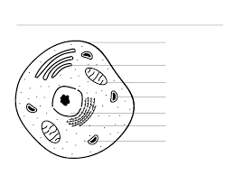 Smartdraw includes 1000s of professional healthcare and anatomy chart templates that you can modify and make your own. Ib Biology Topic 1 2 Liver Cell Diagram Diagram Quizlet
