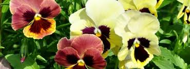 Apr 15, 2015 · les heuchères, des plantes pour toutes les situations. Parasites Et Maladies Des Pensees
