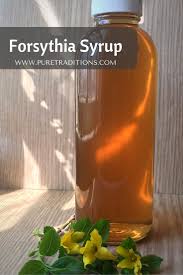 Forsythia Syrup Recipe Pure Traditions Wild Edibles Recipes Syrup Recipe Foraging Recipes