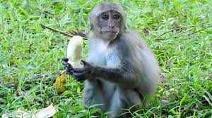 Poor Baby Monkey Eating Banana Poor Baby Monkey Playing Baby Monkey Eating Bananas Monkey And Banana