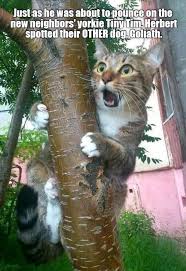 Maybe Not Today Https Cheezburger Com 9339031296 Beautiful Cats Cute Cats Animals