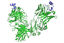 Cancer Immunotherapy Wikipedia