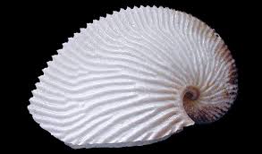 Image result for Argomuellera