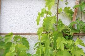 Weinreben Schneiden Anleitung Zum Rebschnitt Gartendialog De Weinrebe Reben Pflanzen