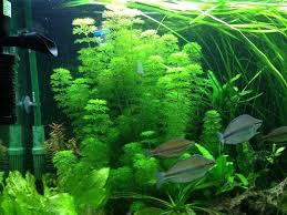 Anda bisa meletakkan akuarium sebagai pembatas antar ruang, penutup dinding yang sudah mulai mengelupas, atau menambah kesan hidup di ruangan. Semua Yang Anda Perlu Ketahui Mengenai Ambulia Limnophyla Sessiliflora Berkebun Hidup