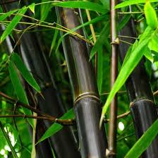Black Bamboo Plants For Sale Pin On The Great Outdoors