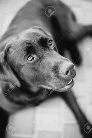 Majorca shepherd dog is recognized in the f.c.i. Majorcan Shepherd Dog Lying On The Ground And Looking For The Stock Photo Picture And Royalty Free Image Image 62062778