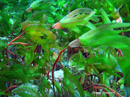 Image result for Thalassodendron ciliatum