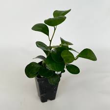 Image result for Ficus demeusei