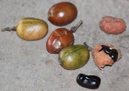 Image result for Erythrococca zambesiaca
