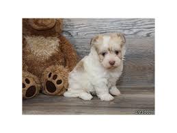 We have yorkies, maltese, havanese tony's happy puppies 44 west 295 us 20 hampshire, illinois 60140 phone: Havanese Puppies Petland Batavia Il