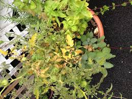 Look for tiny insects on the undersides of leaves and on the stem. Tomato Plant Leaves Turning Yellow Hometalk