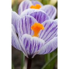 Image result for Commicarpus grandiflorus