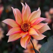 Image result for Dahlia Darkarin`
