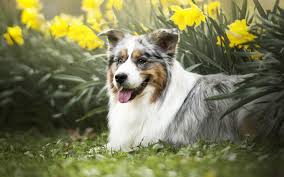 Indir Duvar Kagidi Avustralya Coban 4k Sevimli Kopek Cim Hayvanlar Ilkbahar Kopekler Aussie Avustralya Coban Kopegi Kopek Aussie Aussie Hund Australian Shepherds Australian Shepherd Hund