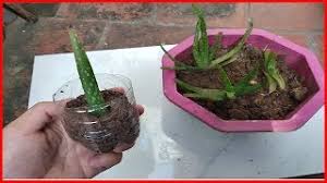Pour bien entretenir votre aloe vera vous devez l'arroser tous les 15 ou 20 jours, en utilisant peu d'eau et en la versant. Comment Planter De L Aloe Vera En Pot Bouture Aloe Vera Youtube