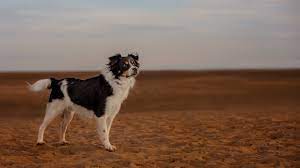 ( all breeds ) (20. Home Page Valgrays Border Collie Animal Rescue