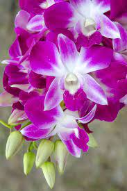 Dendrobium Orchid Varieties Orchid Supplies Orchids