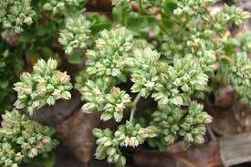 Image result for Polycarpon tetraphyllum
