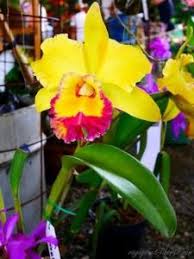 Colombie Medellin Fete Des Fleurs 2017 Fiesta De Los Flores Festival Of Flowers Orchidees Orquideas Orquideas