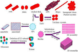 We know b117 is transmitting fast. A Review On Virus Protein Self Assembly Springerlink
