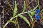 Image result for Commelina zambesica