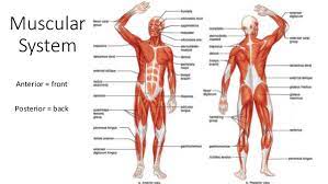 Muscular System
