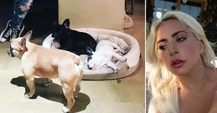 The dogs get named but the person is a faceless automaton. Lady Gaga S French Bulldogs Stolen Dog Walker Shot In Chest