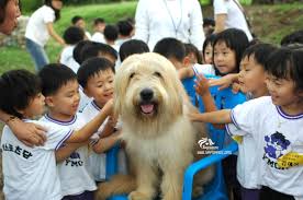List of dog breeds — this chihuahua mix and great dane show some of the tremendous variety of dog breeds. Korea S Living History